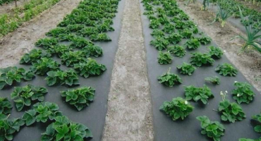 Jak vyrobit zahradní záhon a zasadit jahody pod černý krycí materiál